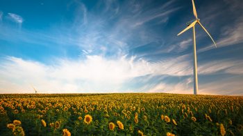 Wind Turbine Sunflower Field