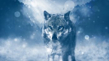 Winter Wolf 4K Wallpaper