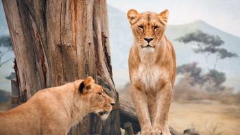 African Lioness HD Wallpapers For Android