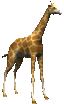 Animated Giraffe Gif Gif Download