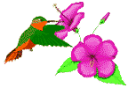 Animatedhummingbird Image To Gif