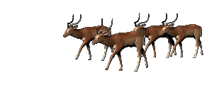 Antelope Animated Gif