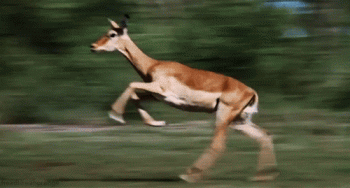 Antelope Animated Gif Full Download Gif Image For Free Download