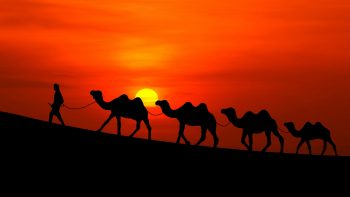 Arabian Sunset Camels