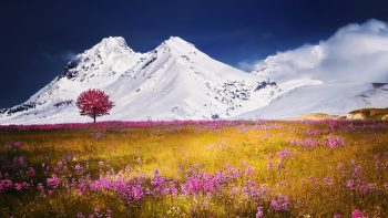 Autumn Fields Alps Mountains Full HD Wallpaper Download
