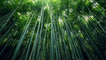 Bamboo Forest 3D Wallpaper Download