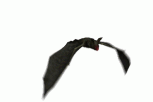 Bat Animated Gif