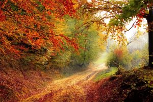 Beautiful Autumn Road