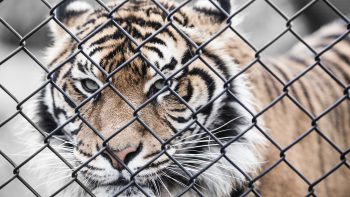 Big Tiger In Zoo Download HD Wallpaper
