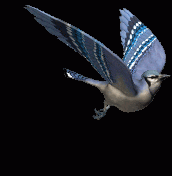 Bird Animated Gif Download Gif Image For Free Wallpaper Download For Android Mobile Gif Download