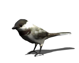 Bird Animated Gif Download Gif Image For Free Wallpaper Download For Android Mobile Gif Image Free Best