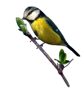 Bird Animated Gif Gif Image Free Gif Image Free Best HD Wallpaper Download For Android Mobile