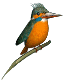 Bird Animated Gif Image To Gif Image Free Best HD Wallpaper Download For Android Mobile
