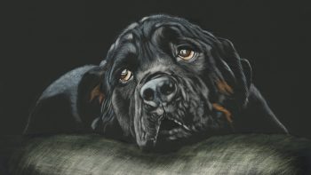 Black Rottweiler Breed Dog Download HD Wallpaper