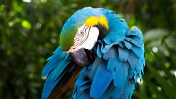 Blue And Yellow Macaw HD Wallpapers For Mobile