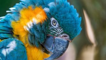 Blue And Yellow Macaw 5K