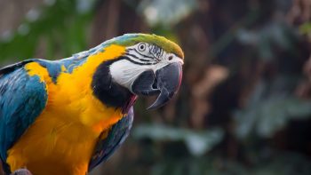 Blue And Yellow Macaw HD