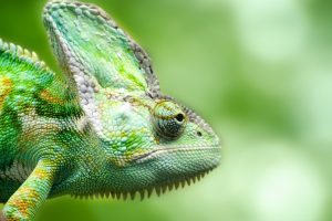 Chameleon Forest Lizard