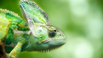 Chameleon Forest Lizard Full HD Wallpaper Download