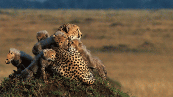 Cheetah Animated Gif Download Gif Image For Free Wallpaper Download For Android Mobile