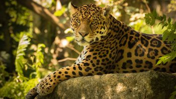 Chincha The Jaguar