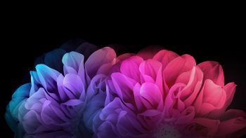 Colorful Flowers Dark Background