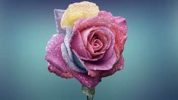 Colorful Rose Full HD Wallpaper Download