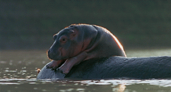 Cute Hippo Animated Gif Download Gif Image For Free Wallpaper Download For Android Mobile