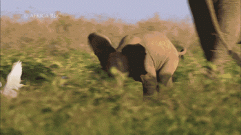 Elephant Animated Gif Download Gif Image For Free Wallpaper Download For Android Mobile
