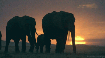 Elephant Animated Gif Full Download Gif Image For Free Download