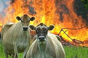 Evil Funny Meme Download Cows