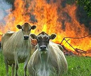 Evil Funny Meme Download Cows