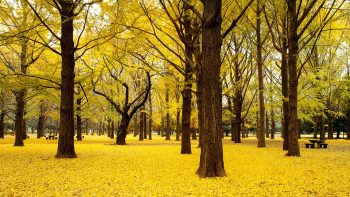 Fall Ginkgo Trees Autumn Japan