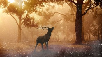 Fallow Deer Autumn Download HD Wallpaper