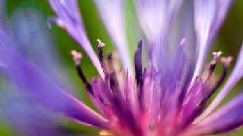 Flower Of Purple