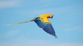 Flying True Macaws