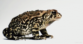 Frog Animated Gif