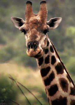 Giraffe Animated Gif Download Gif Image For Free Wallpaper Download For Android Mobile