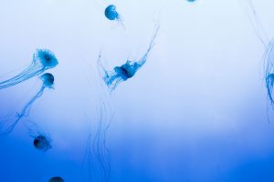 Jellyfishes HD