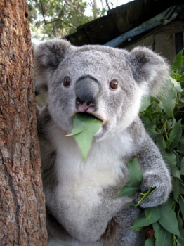 Koala Funny Meme Download Cant Funny Meme Download Believe