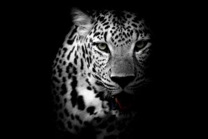 Leopard Download HD Wallpaper