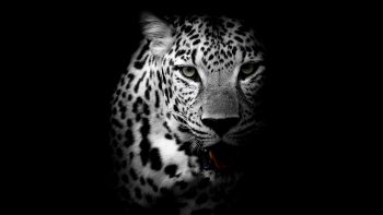 Leopard Download HD Wallpaper