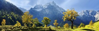 Maple Trees Snow Mountains Austria Download HD Wallpaper