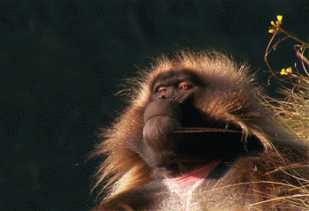 Monkey Animated Gif Full Download Gif Image For Free Download