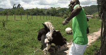 Ostrich Africa Animated Gif