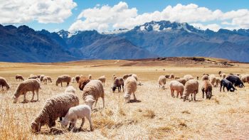 Peru Sheep Fields 3D Wallpaper Download