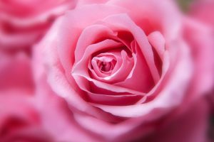 Pink Color Rose HD Wallpapers For Android