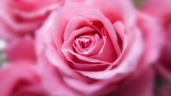 Pink Color Rose HD Wallpapers For Android