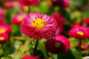 Pink Daisies HD Wallpapers For Android
