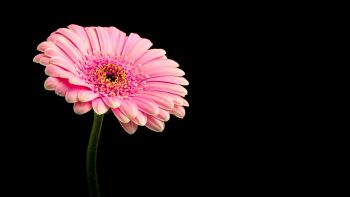 Pink Daisy Flower Download HD Wallpaper